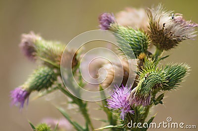 Closeup of bull thistle flowers and buds with blurred background Stock Photo