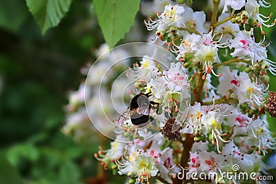 Close up of a bumblebee at the blossom of a chestnut tree Stock Photo