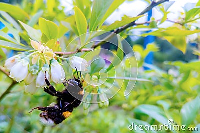 Close-up of a bumblebee on a blueberry in bloom Stock Photo