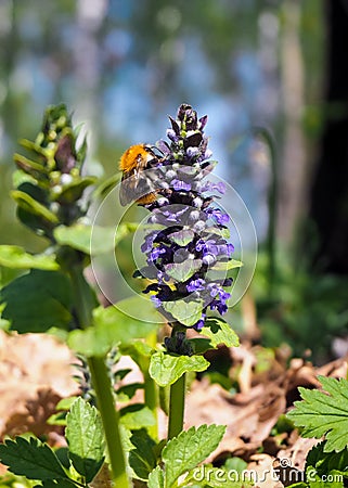 Close-up of bumblebee collecting pollen from a blue flower at spring. Bright sunny day. Stock Photo