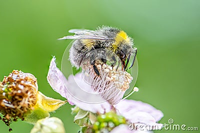 Close up of a Bumblebee extracting nectar form the blooms on a raspberry flower in organic garden Stock Photo