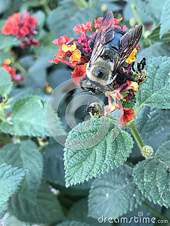 Close up of Bumblebee Feeding on Lantana Flowers Stock Photo