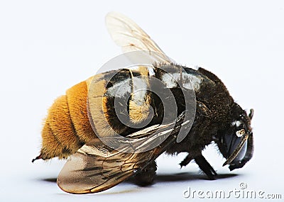 Close up of bumblebee Stock Photo
