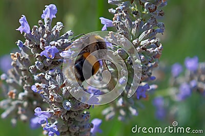 Close up of a bumblebee on a lavender flower Stock Photo