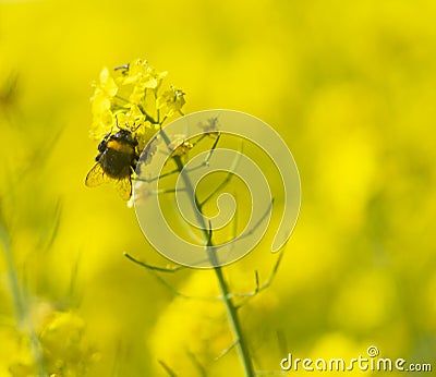 Bumblebee on rapeseed oil plant in yellow field Stock Photo