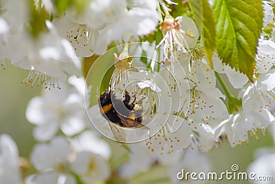 Close-up of a bumblebee sitting on a flowering pear, on a floral background. The concept of a rich harvest. Selective focus, macro Stock Photo