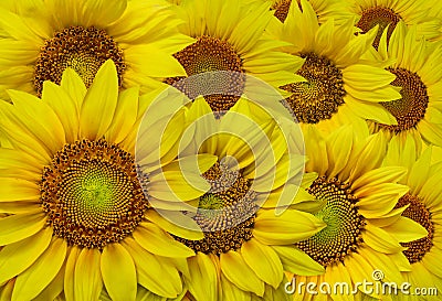 Bunch of sunflowers in high resolution image Stock Photo