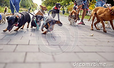 Close up of a bunch of dogs on the leash on the walk in the park led by dog walkers. Pets, walkers, service Stock Photo