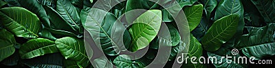 A close up of a bunch of green tropical exotic leaves Stock Photo