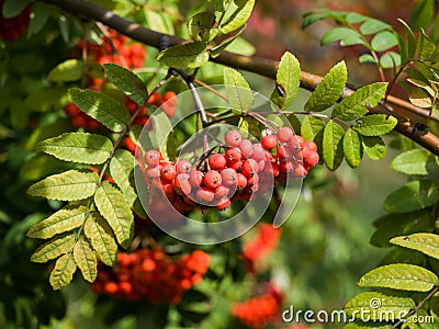 Close-up of a bunch of mountain ash Stock Photo