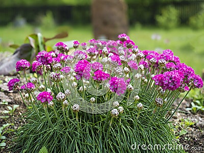 Close up bunch of pink blooming Armeria maritima, commonly known as thrift, sea thrift or sea pink, species of flowering Stock Photo