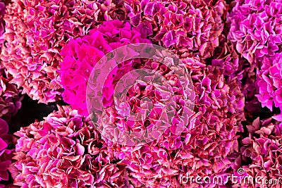 Close-up of bunch of pink floral hydrangea flowers Stock Photo