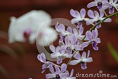 Close-up of a Bunch of Purple and White Orchid Flowers Stock Photo