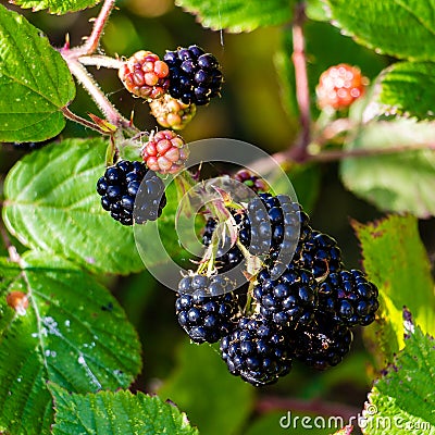 Close-up of a bunch of ripe blackberry Stock Photo