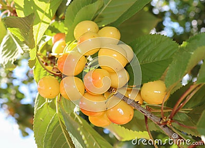 Close-up of a bunch of ripe juicy yellow cherries berries green leaves Stock Photo