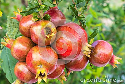 Close up of a bunch ripe succulent pomegranate fruit Punica gra Stock Photo