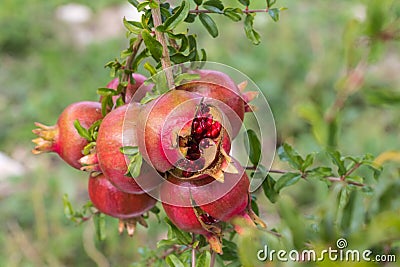 Close up of a bunch ripe succulent pomegranate fruit Punica gra Stock Photo