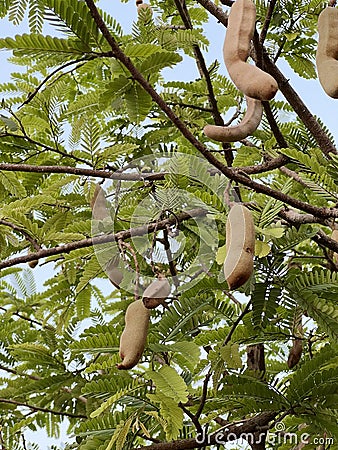 a bunch of ripe tamarind in garden Stock Photo