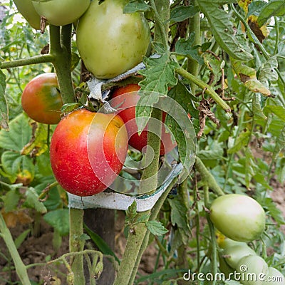 Close up of bunch of ripening tomatoes on plant in garden, healthy antioxidant rich food Stock Photo