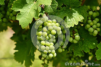 Close up of bunch of small green wine grapes Stock Photo