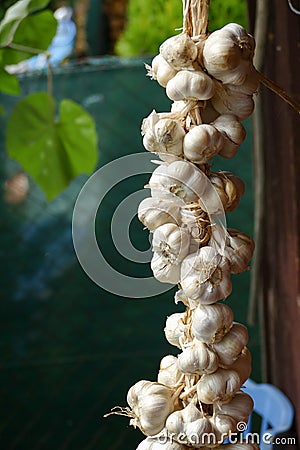 Close up of bunch of white garlic Allium sativum. Harvest time. drying on wooden background. Hanging to dry. Pile of garlic bulb Stock Photo