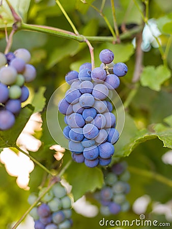 Close-up of bunches of ripe red wine grapes on vine, harvest Stock Photo