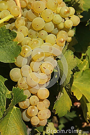 Close-up of bunches of white grapes in a charentais vineyard Stock Photo