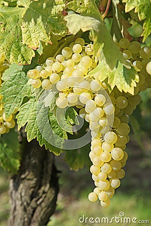 Close-up of bunches of white grapes in a charentais vineyard Stock Photo