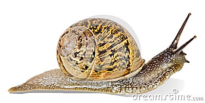 Close up of Burgundy Roman snail isolated on white Stock Photo