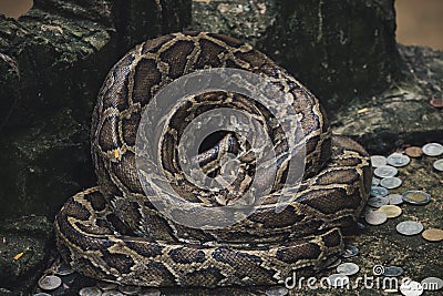 Close up of burmese python snake is very large and curl up on stone Stock Photo