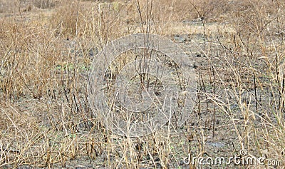 Burn forest for farming ,shifting cultivation Stock Photo