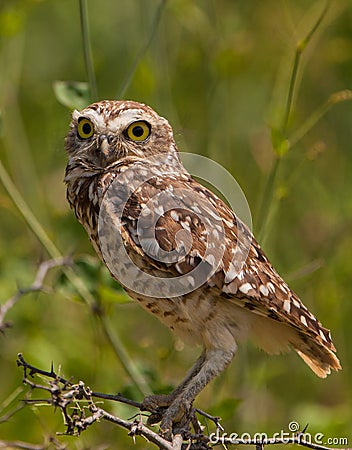 Close-up of Burrowing Owl Stock Photo