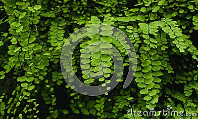 Close up of Bush Maidenhair Fern or Common Maidenhair Fern (Adiantum aethiopicum) Stock Photo