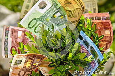 Close up of bush with money bills Stock Photo