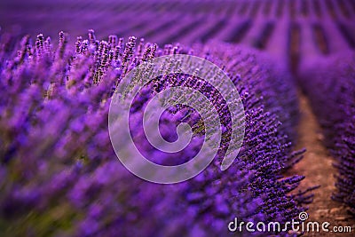 Close up Bushes of lavender purple aromatic flowers Stock Photo
