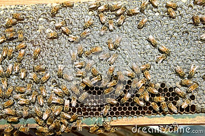 Close up of busy farmed bees on honeycomb panel Stock Photo