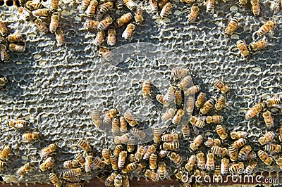 Farmed worker bees swarming on honeycomb panel Stock Photo