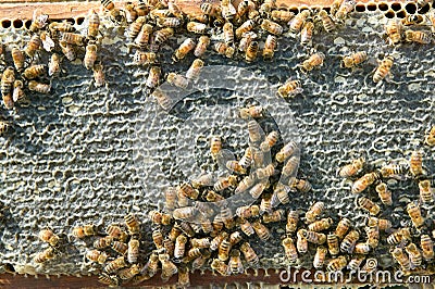 Busy worker bees on honeycomb panel on bee farm Stock Photo