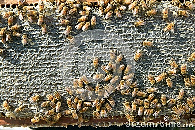 Close up of busy worker bees on honeycomb panel Stock Photo