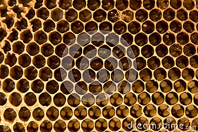 Close up busy yellow honeycomb abstract background Stock Photo
