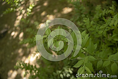 Close-up of Butcher's broom plant Stock Photo