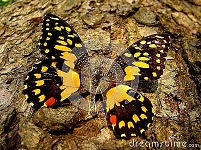 Close up on a butterfly Stock Photo