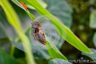 Butterfly close up Stock Photo