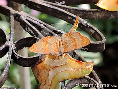 Close up of a butterfly eating fruit Stock Photo