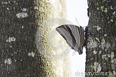 Close-up of a butterfly perched on the trunk of a large tree in the forest Stock Photo