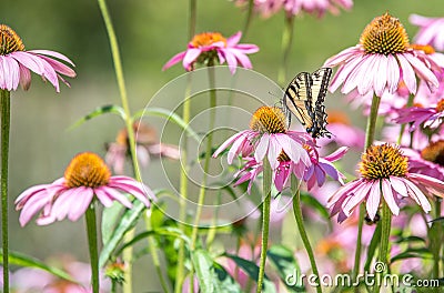 Close up of butterfly on pink cone flower Stock Photo