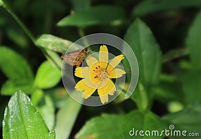 Close up of a butterfly similar to Dark palm dart on a yellow flower Stock Photo