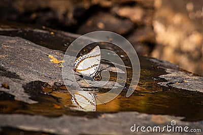 A close up of a butterfly Very beautiful and the bees are eating nectar on the rocks Stock Photo