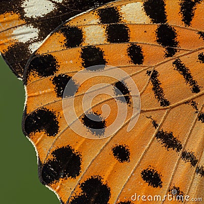 Close-up of butterfly wings displaying an intricate pattern. The predominant colors are Stock Photo