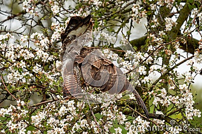 Close-up of a buzzard bird of prey, flying in a fruit tree. Clumsy action of the bird, he crashed into the apple tree Stock Photo